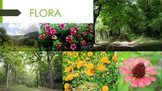 FLORA
 