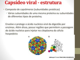 Capsídeo viral - estrutura
• Composto de capsômeros (subunidades protéicas)
• Várias subunidades de uma mesma proteína ou subunidades
de diferentes tipos de proteína;
Envolve e protege o ácido nucleico viral da digestão por
enzimas. Além disso, possui regiões que permitem a passagem
do ácido nucleico para injetar no citoplasma da célula
hospedeira
 