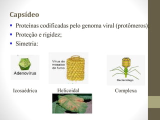 Capsídeo
 Proteínas codificadas pelo genoma viral (protômeros);
 Proteção e rigidez;
 Simetria:
Icosaédrica Helicoidal Complexa
 