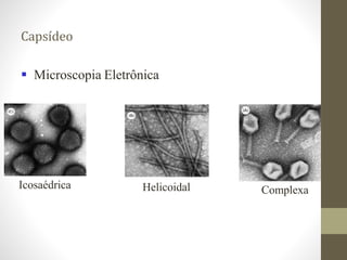 Capsídeo
 Microscopia Eletrônica
Icosaédrica Helicoidal Complexa
 
