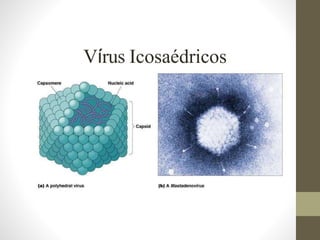 Vírus Icosaédricos
 