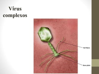 Vírus
complexos
 