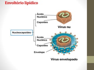 Envoltório lipídico
 