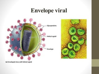 Envelope viral
 