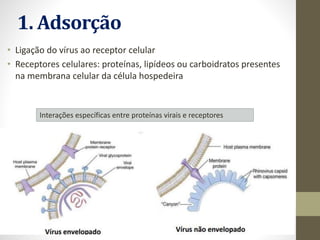 1. Adsorção
• Ligação do vírus ao receptor celular
• Receptores celulares: proteínas, lipídeos ou carboidratos presentes
na membrana celular da célula hospedeira
Interações específicas entre proteínas virais e receptores
 