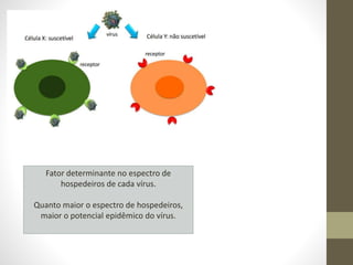Fator determinante no espectro de
hospedeiros de cada vírus.
Quanto maior o espectro de hospedeiros,
maior o potencial epidêmico do vírus.
 