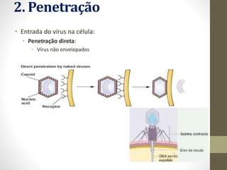 2. Penetração
• Entrada do vírus na célula:
• Penetração direta:
• Vírus não envelopados
 