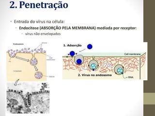 2. Penetração
• Entrada do vírus na célula:
• Endocitose (ABSORÇÃO PELA MEMBRANA) mediada por receptor:
• vírus não envelopados
 
