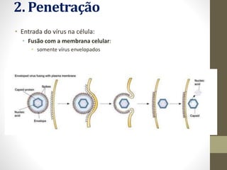 2. Penetração
• Entrada do vírus na célula:
• Fusão com a membrana celular:
• somente vírus envelopados
 