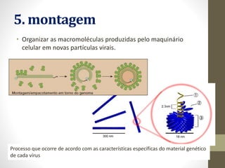 5. montagem
• Organizar as macromoléculas produzidas pelo maquinário
celular em novas partículas virais.
Processo que ocorre de acordo com as características específicas do material genético
de cada vírus
 