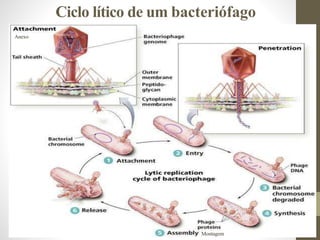 Ciclo lítico de um bacteriófago
Anexo
Montagem
 