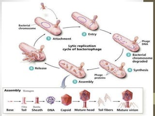 Montagem
Bainha
Fibra
 