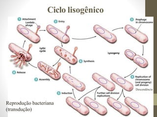 Ciclo lisogênico
Descendência
Reprodução bacteriana
(transdução)
 