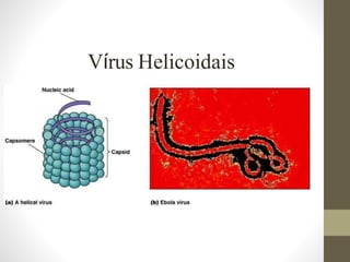 Vírus
complexos
 