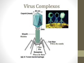 Capsídeo viral - Função
• Proteção do genoma viral
• Interação de vírus não-envelopados com as células
• Transporte viral ...