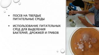  ПОСЕВ НА ТВЕРДЫЕ
ПИТАТЕЛЬНЫЕ СРЕДЫ
 ИСПОЛЬЗОВАНИЕ ПИТАТЕЛЬНЫХ
СРЕД ДЛЯ ВЫДЕЛЕНИЯ
БАКТЕРИЙ, ДРОЖЖЕЙ И ГРИБОВ
 