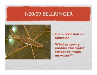 1/20/09 BELLRINGER


           Deﬁne cohesion and
           adhesion
           What property
           enables this water
           strider to “walk
           on water?”
 