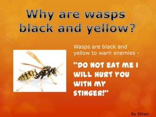 Wasps are black and
yellow to warn enemies -

“Do not eat me I
will hurt you
with my
stinger!”

                     By Ethan
 