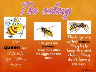 The boys are
     The          The girls are    called drones.
queen lays          workers.         They help
                 They look after   keep the nest
 all the baby   the eggs and the    clean. They
eggs. She is          nest
                                    don’t have a
   the boss.                          stinger.
                                           By Rosie
 