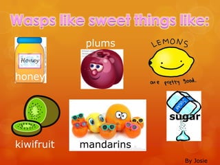 Wasps like sweet things like:
             plums


honey



                        sugar

kiwifruit   mandarins
                          By Josie
 