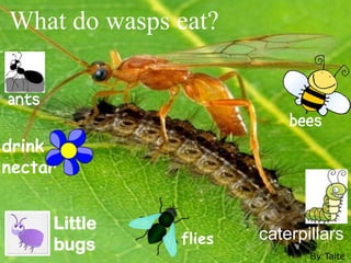 What do wasps eat?

ants
                            bees
drink
nectar


       Little
                flies   caterpillars
       bugs
                               By Taite
 