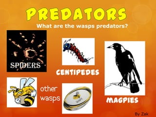 What are the wasps predators?




spiders
            centipedes

       other
       wasps                magpies
                                      By Zak
 