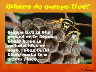 Where do wasps live?



Wasps live in the
ground or in trees.
Their home is
called a hive or
nest. They build
their nests in a
warm place.

                      By Shenae
 