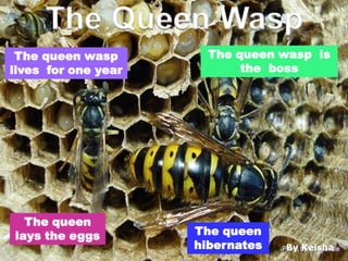 The Queen Wasp
 The queen wasp        The queen wasp is
lives for one year          the boss




  The queen
lays the eggs        The queen
                     hibernates   By Keisha
 