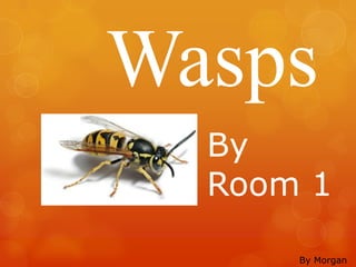 Wasps
  By
  Room 1

      By Morgan
 