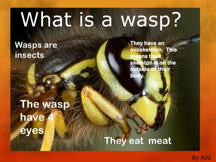 All About Wasps