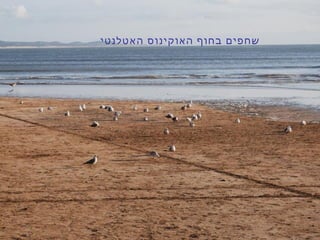 ‫האטלנטי‬ ‫האוקינוס‬ ‫בחוף‬ ‫שחפים‬
 