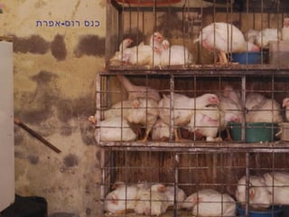 -‫אפרת‬ ‫רוס‬ ‫כנס‬
 