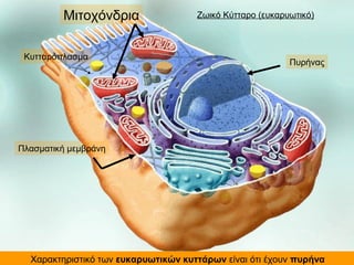 Ζωικό Κύτταρο (ευκαρυωτικό)
Πλασματική μεμβράνη
Μιτοχόνδρια
Πυρήνας
Χαρακτηριστικό των ευκαρυωτικών κυττάρων είναι ότι έχουν πυρήνα
Κυτταρόπλασμα
 