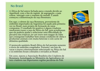  No	
  Brasil	
  
  A	
  África	
  do	
  Sul	
  esteve	
  fechada	
  para	
  o	
  mundo	
  devido	
  ao	
  
    Apartheid,	
  com	
  o	
  ﬁm	
  do	
  regime	
  	
  de	
  segregação,	
  o	
  país	
  
    voltou	
  	
  interagir	
  com	
  o	
  restante	
  do	
  mundo.	
  E	
  assim	
  
    começou	
  a	
  disseminação	
  da	
  raça	
  Bonsmara.	
  
    Em	
  1997,	
  o	
  sêmen	
  da	
  raça	
  Bonsmara,	
  proveniente	
  de	
  
    embriões	
  importados	
  da	
  Argentina	
  foi	
  usado	
  pela	
  primeira	
  
    vez	
  no	
  Brasil,	
  num	
  projeto	
  de	
  formação	
  de	
  raças	
  
    compostas.	
  O	
  resultado	
  foi	
  positivo	
  e	
  alguns	
  criadores	
  
    resolveram	
  trazer	
  a	
  raça	
  da	
  África	
  do	
  Sul,	
  pois	
  acreditaram	
  
    que	
  ela	
  poderia	
  ajudar	
  a	
  solucionar	
  uma	
  diﬁculdade	
  da	
  
    pecuária	
  dos	
  trópicos;	
  ter	
  um	
  touro	
  sem	
  sangue	
  de	
  Zebu	
  
    que	
  conseguisse	
  trabalhar	
  bem	
  nessas	
  condições	
  de	
  clima	
  e	
  
    produzisse	
  animais	
  com	
  muita	
  heterose	
  e	
  com	
  carne	
  de	
  
    altíssima	
  qualidade.	
  
    O	
  protocolo	
  sanitário	
  Brasil-­‐África	
  do	
  Sul	
  permite	
  somente	
  
    o	
  envio	
  de	
  embriões	
  congelados.	
  Portanto,	
  um	
  lote	
  de	
  
    vacas	
  e	
  touros	
  criteriosamente	
  selecionado	
  na	
  África	
  do	
  Sul	
  
    e	
  os	
  embriões	
  foram	
  coletados	
  e	
  enviados	
  ao	
  Brasil.	
  	
  
    Em	
  2000,	
  nasceu	
  a	
  Associação	
  Brasileira	
  dos	
  Criadores	
  de	
  
    Bonsmara,	
  homologada	
  no	
  Ministério	
  da	
  Agricultura	
  e	
  já	
  
    tem	
  criadores	
  nas	
  importantes	
  regiões	
  pecuárias	
  do	
  País.	
  
 