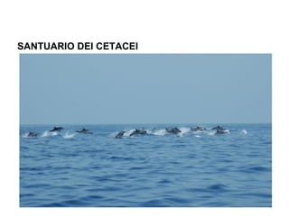 SANTUARIO DEI CETACEI
 