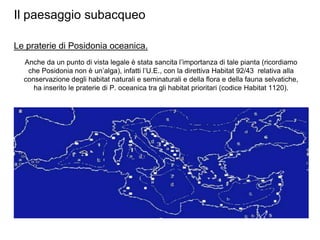 Il paesaggio subacqueo

Le praterie di Posidonia oceanica.
  Anche da un punto di vista legale è stata sancita l‟importanza di tale pianta (ricordiamo
   che Posidonia non è un‟alga), infatti l‟U.E., con la direttiva Habitat 92/43 relativa alla
  conservazione degli habitat naturali e seminaturali e della flora e della fauna selvatiche,
     ha inserito le praterie di P. oceanica tra gli habitat prioritari (codice Habitat 1120).
 
