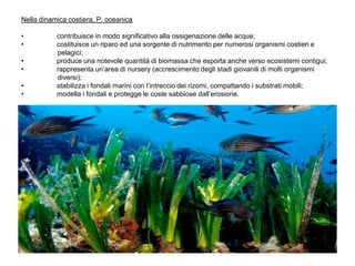 Nella dinamica costiera, P. oceanica

•          contribuisce in modo significativo alla ossigenazione delle acque;
•          costituisce un riparo ed una sorgente di nutrimento per numerosi organismi costieri e
           pelagici;
•          produce una notevole quantità di biomassa che esporta anche verso ecosistemi contigui;
•          rappresenta un‟area di nursery (accrescimento degli stadi giovanili di molti organismi
           diversi);
•          stabilizza i fondali marini con l‟intreccio dei rizomi, compattando i substrati mobili;
•          modella i fondali e protegge le coste sabbiose dall‟erosione.
 
