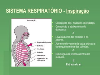 SISTEMA RESPIRATÓRIO - Inspiração
 Contracção dos músculos intercostais.
 Contracção e abaixamento do
diafragma.

 Levantamento das costelas e do
esterno.
 Aumento do volume da caixa torácica e
consequentemente dos pulmões.

 Diminuição da pressão dentro dos
pulmões.

Entrada do ar.

 