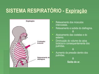 SISTEMA RESPIRATÓRIO - Expiração
 Relaxamento dos músculos
intercostais.
 Relaxamento e subida do diafragma.

 Abaixamento das costelas e do
esterno.
 Diminuição do volume da caixa
torácica e consequentemente dos
pulmões.

 Aumento da pressão dentro dos
pulmões.

Saída do ar.

 