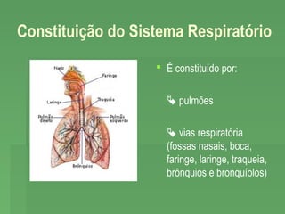 Constituição do Sistema Respiratório
 É constituído por:
 pulmões
 vias respiratória
(fossas nasais, boca,
faringe, laringe, traqueia,
brônquios e bronquíolos)

 