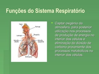 Funções do Sistema Respiratório
 Captar oxigénio da
atmosfera, para posterior
utilização nos processos
de produção de energia no
interior das células e
eliminação do dióxido de
carbono proveniente dos
processos metabólicos no
interior das células.

 