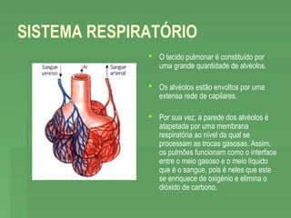 SISTEMA RESPIRATÓRIO
 O tecido pulmonar é constituído por
uma grande quantidade de alvéolos.
 Os alvéolos estão envoltos por uma
extensa rede de capilares.
 Por sua vez, a parede dos alvéolos é
atapetada por uma membrana
respiratória ao nível da qual se
processam as trocas gasosas. Assim,
os pulmões funcionam como o interface
entre o meio gasoso e o meio líquido
que é o sangue, pois é neles que este
se enriquece de oxigénio e elimina o
dióxido de carbono.

 