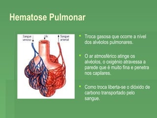 Hematose Pulmonar
 Troca gasosa que ocorre a nível
dos alvéolos pulmonares.
 O ar atmosférico atinge os
alvéolos, o oxigénio atravessa a
parede que é muito fina e penetra
nos capilares.
 Como troca liberta-se o dióxido de
carbono transportado pelo
sangue.

 