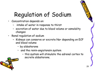 Regulation of Sodium
• Concentration depends on:
– intake of water in response to thirst
– excretion of water due to blood volume or osmolality
changes
• Renal regulation of sodium
– Kidneys can conserve or excrete Na+ depending on ECF
and blood volume
• by aldosterone
• and the renin-angiotensin system
– this system will stimulate the adrenal cortex to
secrete aldosterone.
29
 
