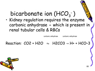 bicarbonate ion (HCO3
-
)
• Kidney regulation requires the enzyme
carbonic anhydrase - which is present in
renal tubular cells & RBCs
carbonic anhydrase carbonic anhydrase
Reaction: CO2 + H2O H2CO3 H+ + HCO–3⇋ →
66
 
