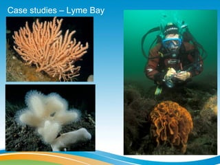 Case studies – Lyme Bay
 
