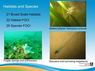 Habitats and Species

• 21 Broad Scale Habitats
• 22 Habitat FOCI
• 29 Species FOCI
                                Stalked jellyfish Haliclystus auricula




Fragile sponge and anthozoans   Sea-pens and burrowing megafauna
 