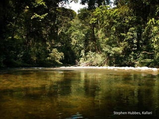 Stephen Hubbes, Kallari
 