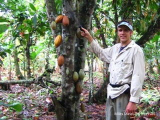 Miles Masci, Perfect Fuel
 