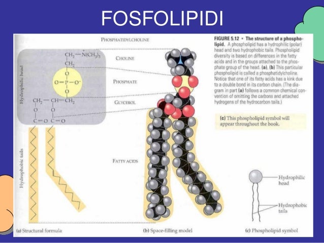 120457870 lipidi